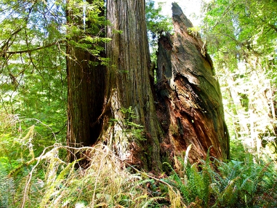 [Beside a 'normal' tree trunk is a partial trunk (top is missing) which appears to have its bark growing in a swirl rather than straight up to the sky. It's almost barrel-shaped.]